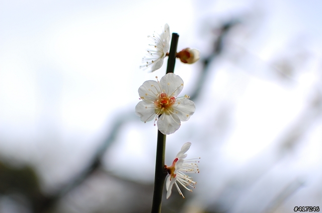 [開箱]Nikon AF-S DX 35mm f/1.8G-我的D40第一顆定焦鏡