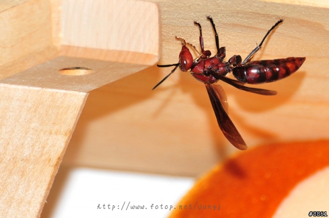 早上受到不知名蜜蜂侵襲...