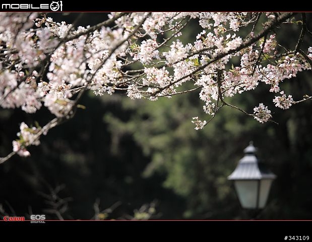三月櫻花大滿貫