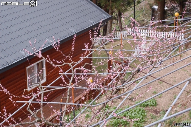 拉拉山二日遊