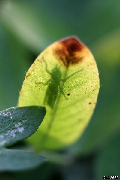 [分享]便宜的左岸製EF用接寫環