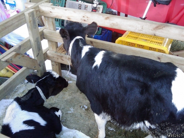 Irland 24x 改52T的處女秀 (中和to淡水天元宮)