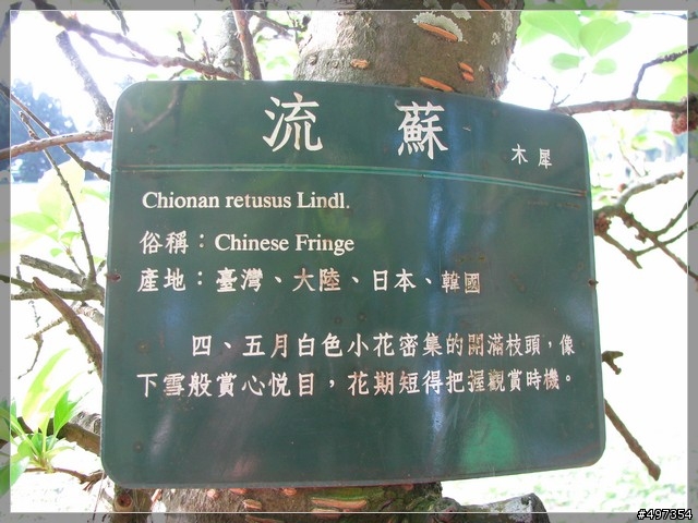 【石管局大草坪】四月流蘇三月雪，花季結束～