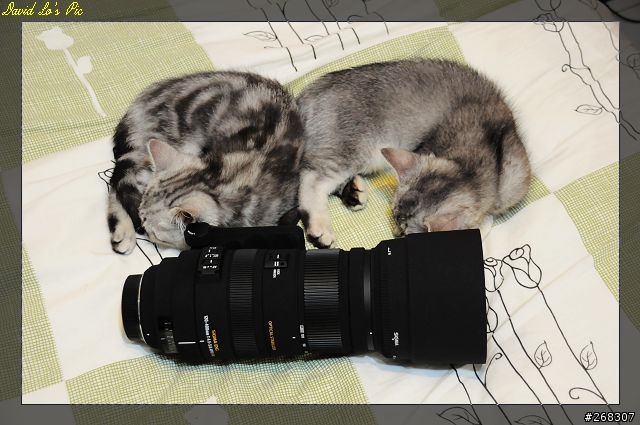 (3/26再次新增試拍圖,在第三頁,稍微熟練點了)Sigma 120~400mm F4.5-5.6 APO DG OS 開箱文