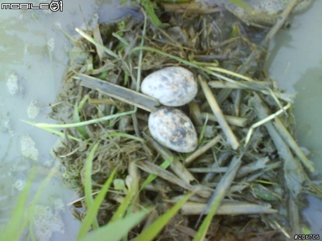 這2顆是什麼鳥蛋?