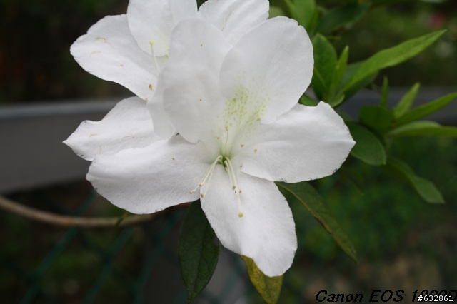 Canon EOS 1000D 內灣拍
