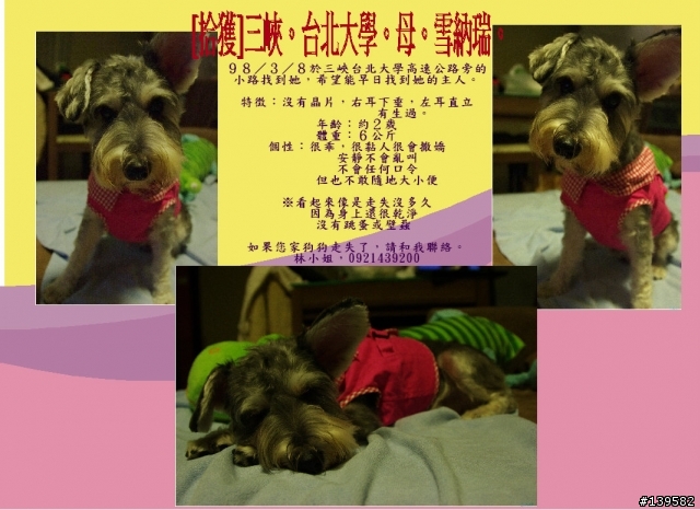 [已認養]三峽台北大學拾獲母雪納瑞--完美的結束。謝謝大家～