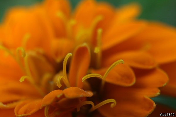 [分享]便宜的左岸製EF用接寫環