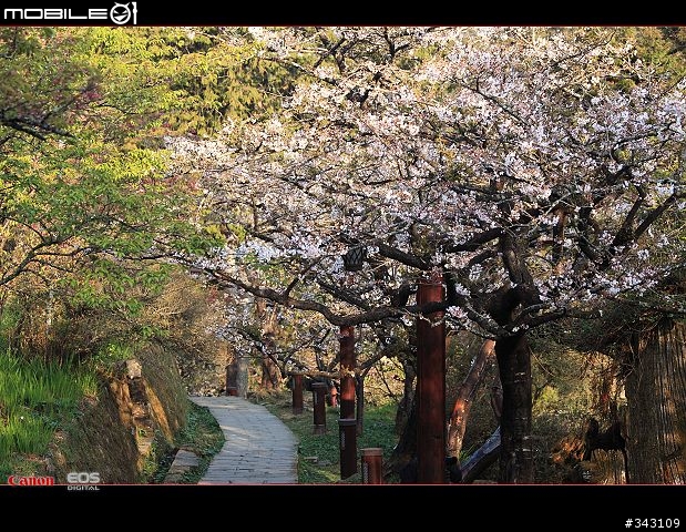 三月櫻花大滿貫