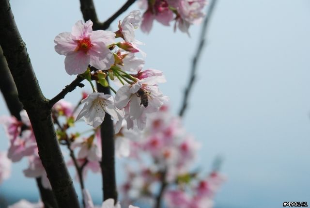 一個人的旅行～陽明山花季<圖多>待續.....