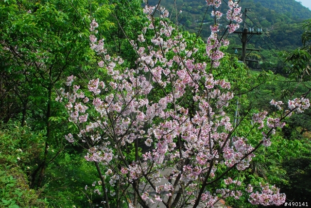 一個人的旅行～陽明山花季<圖多>待續.....