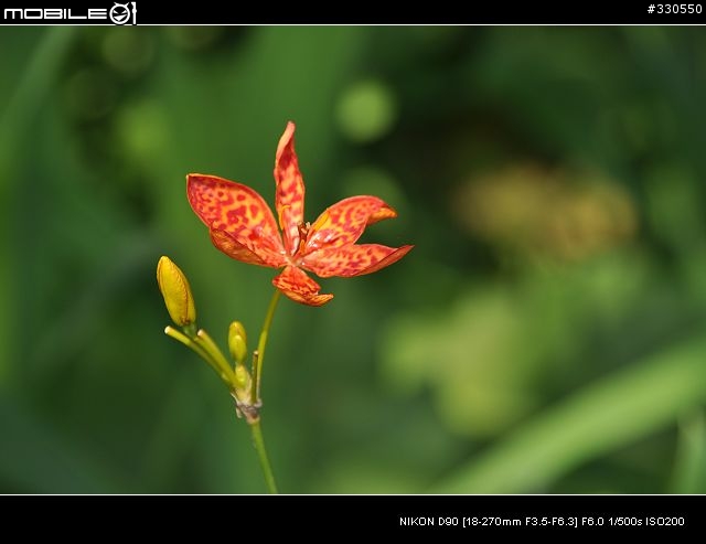 D90+TAMRON 18-270 +-X-免後製曲線V1之照片分享
