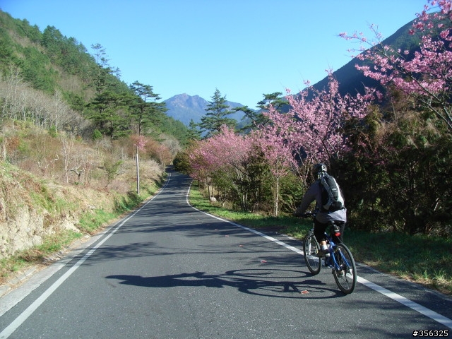 [遊記] 海拔1800M自行車道超感動誌 中橫宜蘭支線~武陵農場單車2日遊(2011.02.21 update)
