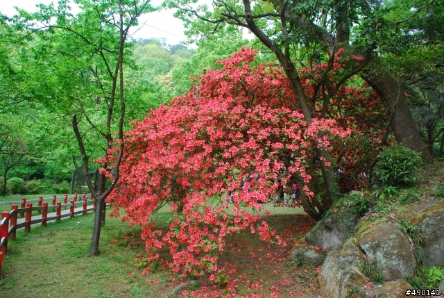 一個人的旅行～陽明山花季<圖多>待續.....