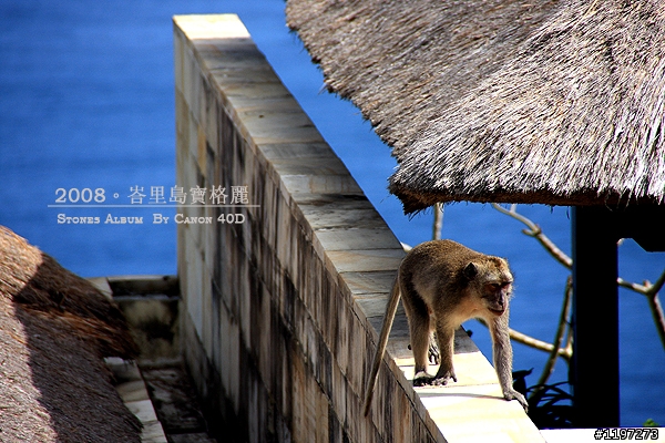 [分享]2008 峇里島。寶格麗(圖多)