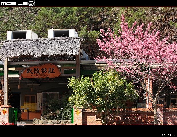 三月櫻花大滿貫
