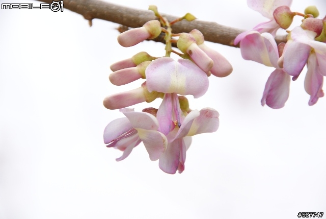 烏山頭櫻花開囉~