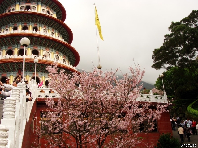 天元宮櫻花一拍