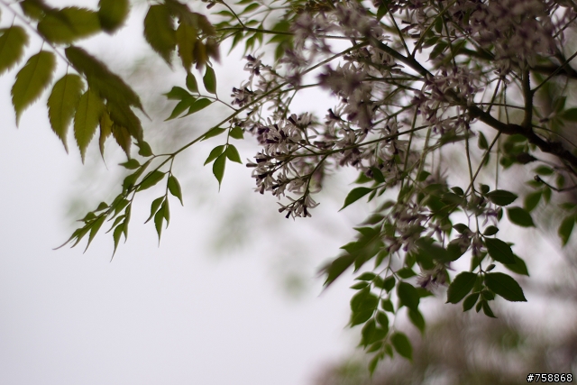 [分享]ZEISS 50mm F1.4 ZE 開箱?!