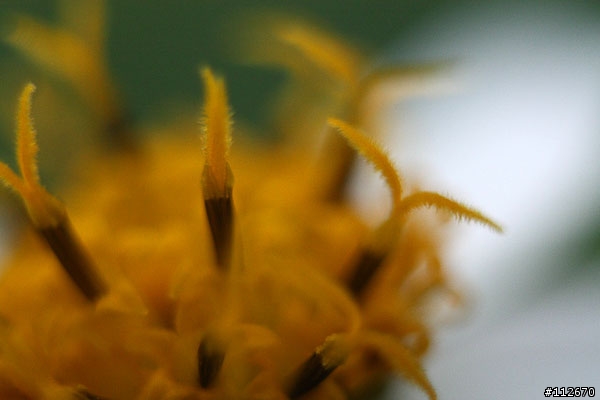 [分享]便宜的左岸製EF用接寫環