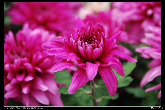 D80+17-70 和N50 1.4D陽明山花季~花卉欣賞