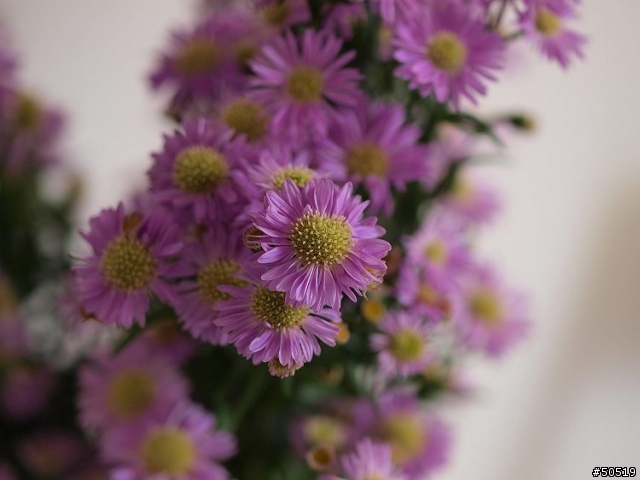 敗了首顆"50mm -F2.0"定焦鏡