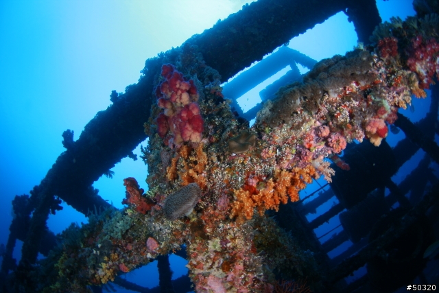 98' 綠島潛水