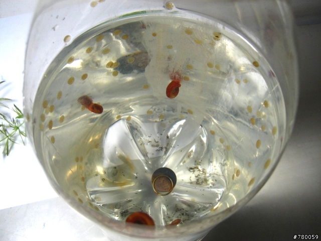 孔雀魚一次暴斃一半??怎麼會勒
