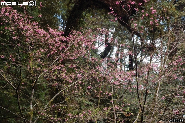 拉拉山二日遊
