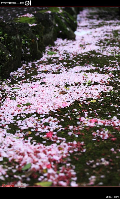三月櫻花大滿貫