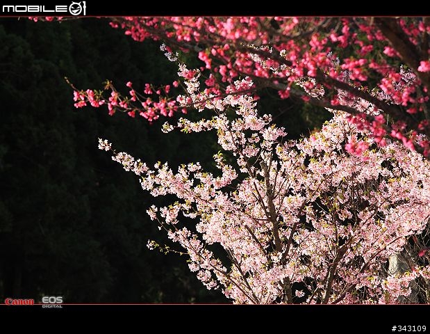 三月櫻花大滿貫