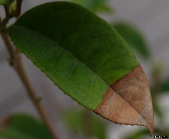 !問題!桂花的葉子枯萎?是甚麼原因造成的??