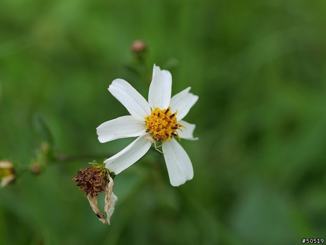 敗了首顆"50mm -F2.0"定焦鏡