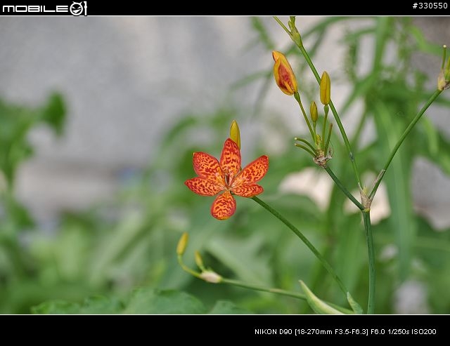 D90+TAMRON 18-270 +-X-免後製曲線V1之照片分享