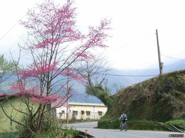 [遊記] 海拔1800M自行車道超感動誌 中橫宜蘭支線~武陵農場單車2日遊(2011.02.21 update)