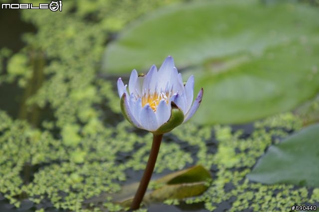 【開箱】"3/27再更新"追焦"『糊』了-自摸"大三元"70-200 F2.8 G