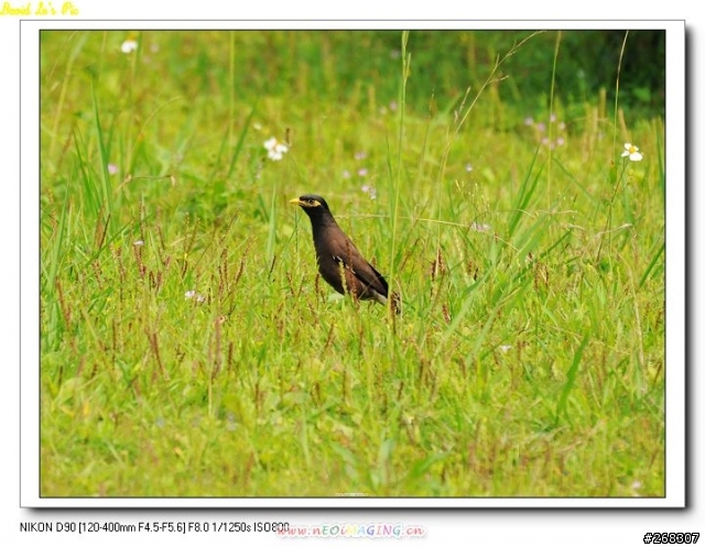 (3/26再次新增試拍圖,在第三頁,稍微熟練點了)Sigma 120~400mm F4.5-5.6 APO DG OS 開箱文