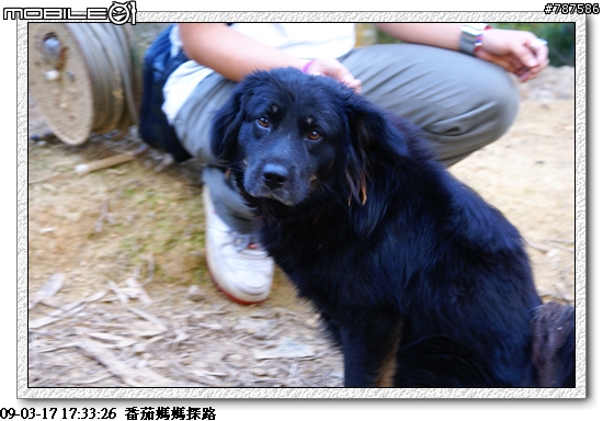 [關懷盃]任務成功~感謝大家!!3月29日青年節~關懷盃第二彈~~番茄媽媽~~
