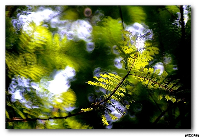 [分享] 現烤甜甜圈 一個一塊錢 ~~~~