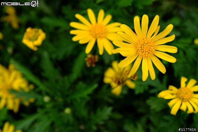 S5 PRO  分享  SIGMA 18-50 F2.8  副場皇鏡 拍的照片  請大家一起來貼圖吧...
