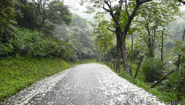 汐碇路+永碇國小賞銅花