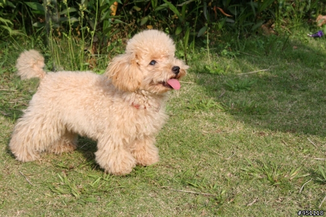 我家奶油貴賓小Q(貴賓狗)