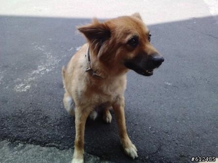 [協尋] 台北市信義區 中型黃色米克斯 公犬(熊熊)