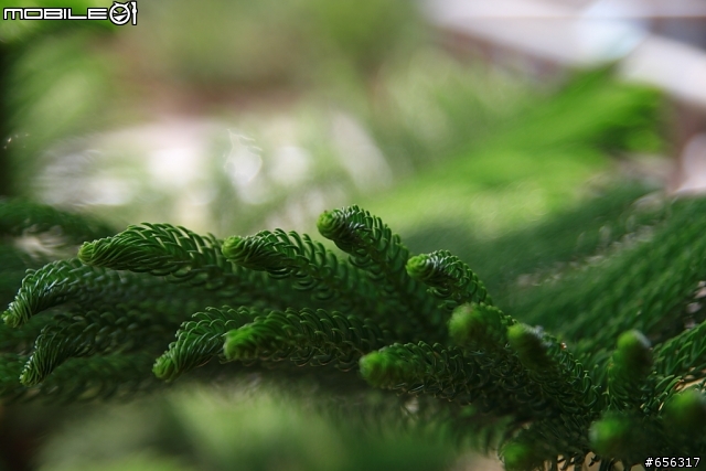 分享400D+A16(Tamron A16 17-50MM F2.8)照片給需要的朋友參考