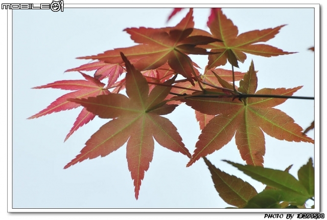 楓紅驚豔--台北奧萬大