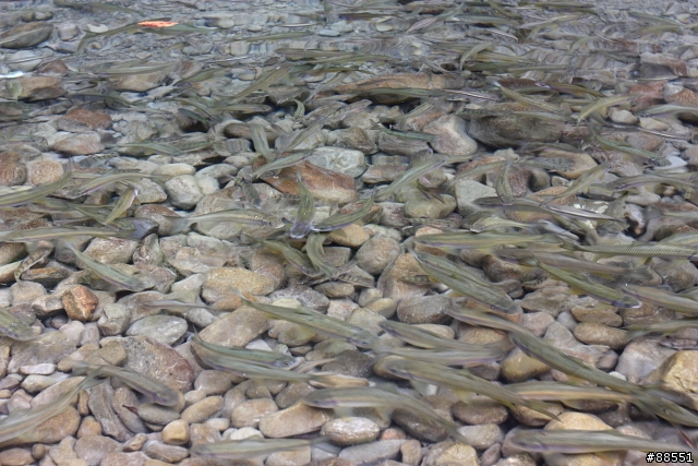 消除水面反光不用偏光鏡!?