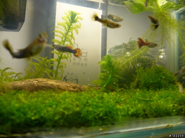 我的水族世界