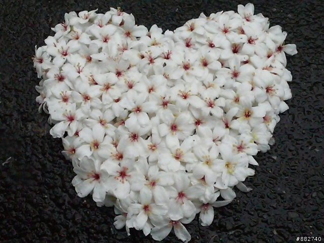 汐碇路+永碇國小賞銅花