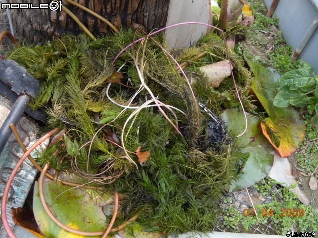 【分享】蓮花苗