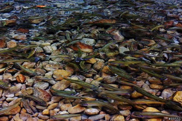 消除水面反光不用偏光鏡!?